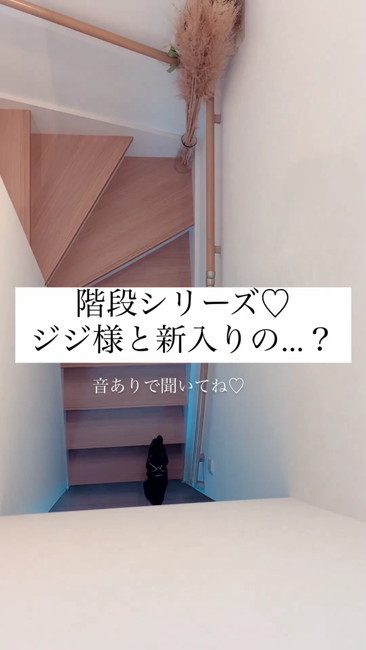 ついてきた子猫