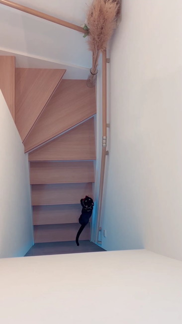 ついてきた子猫