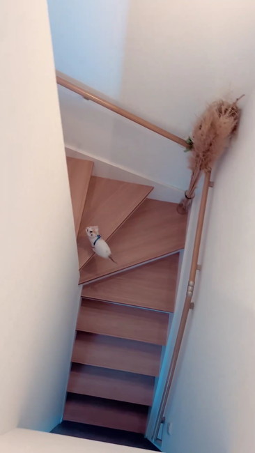 ぴょんぴょん猫