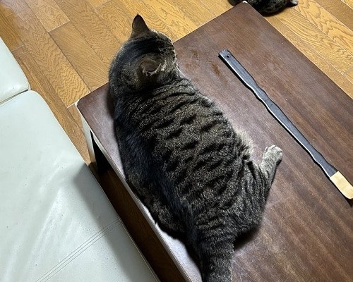 テーブルの上に猫ちゃん