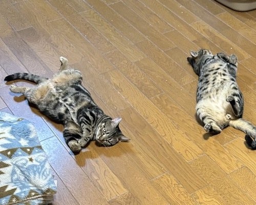 ヘソ天ポーズの猫ちゃん