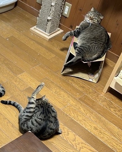 毛づくろい中の猫ちゃん