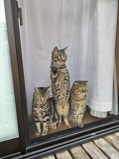 外を見る猫ちゃん