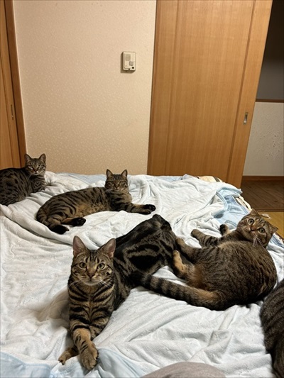 布団を占領する猫ちゃん