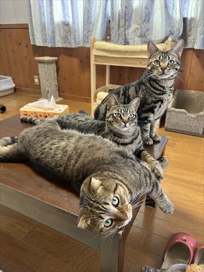 3匹のキジトラ猫ちゃん