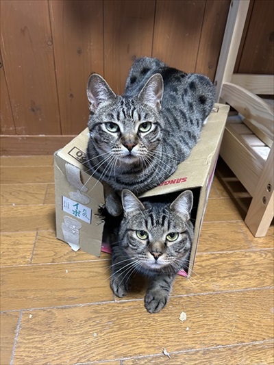 ダンボールに入る猫ちゃん