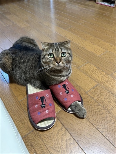 スリッパと猫ちゃん