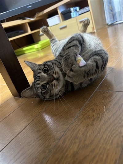 おもちゃと猫ちゃん