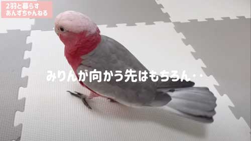 モモイロインコ