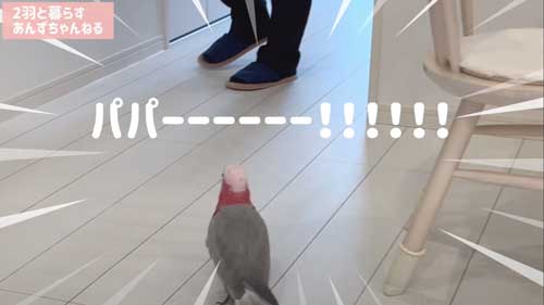 モモイロインコ