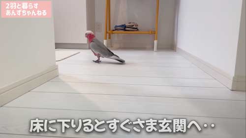 モモイロインコ