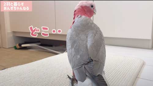 モモイロインコ
