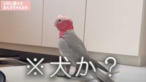 モモイロインコ
