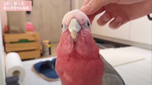 モモイロインコ