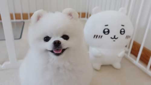 ヤキモチ焼くポメ