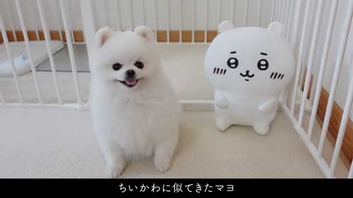 ちいかわをなでたら怒るポメラニアン