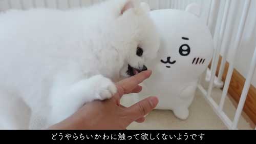 ちいかわをなでたら怒るポメラニアン