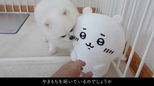 ちいかわをなでたら怒るポメラニアン