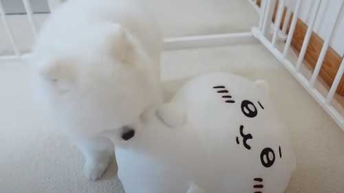 ちいかわをなでたら怒るポメラニアン