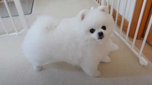ちいかわをなでたら怒るポメラニアン