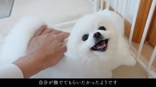ちいかわをなでたら怒るポメラニアン