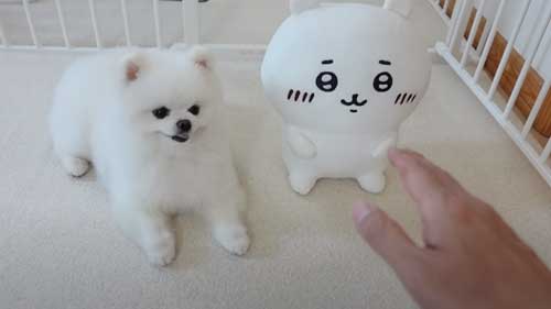 ちいかわをなでたら怒るポメラニアン