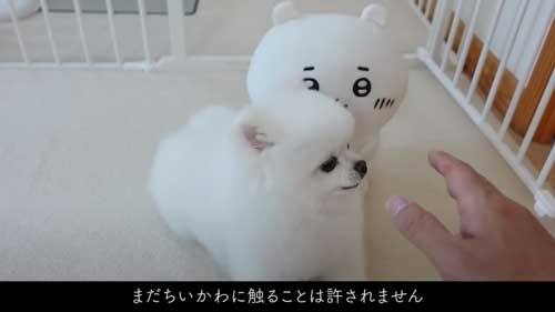 ちいかわをなでたら怒るポメラニアン