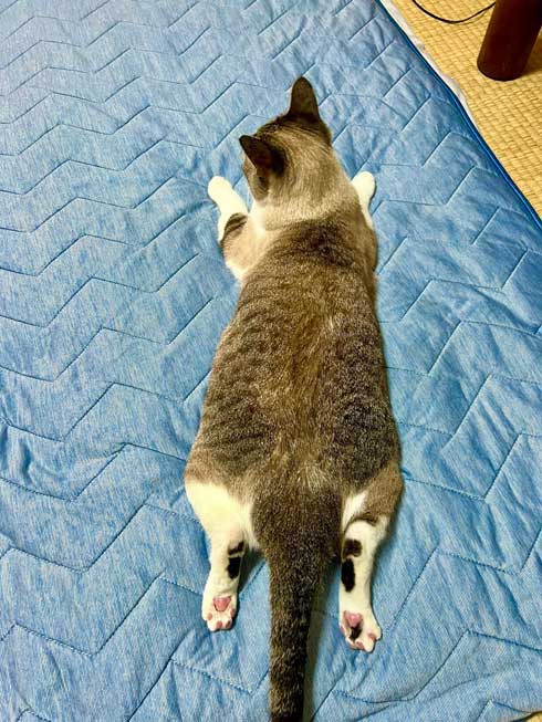 猫がニトリのNクールでくつろぐ