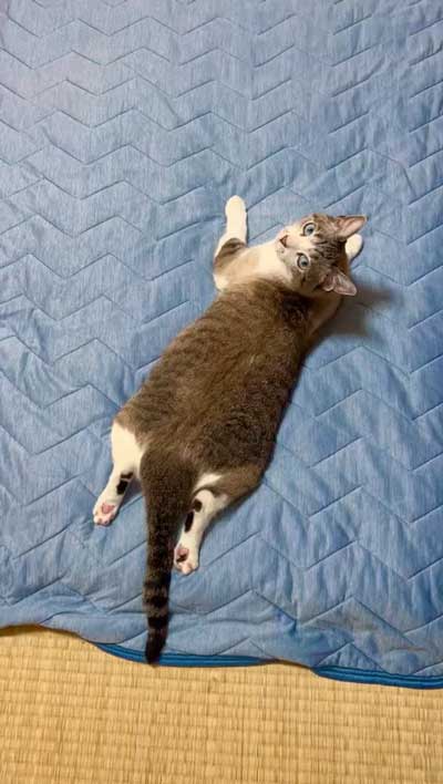 猫がニトリのNクールでくつろぐ