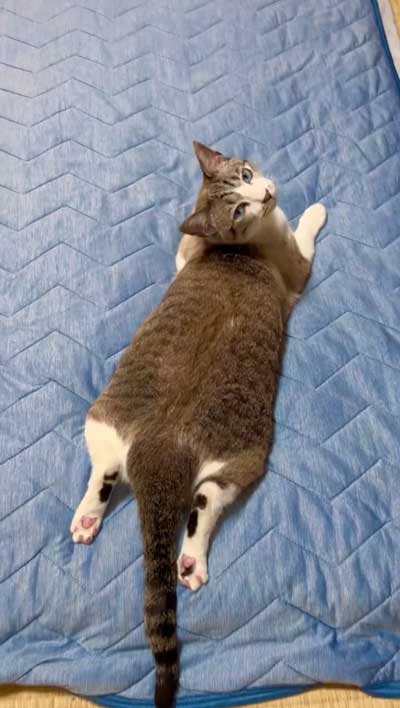 猫がニトリのNクールでくつろぐ