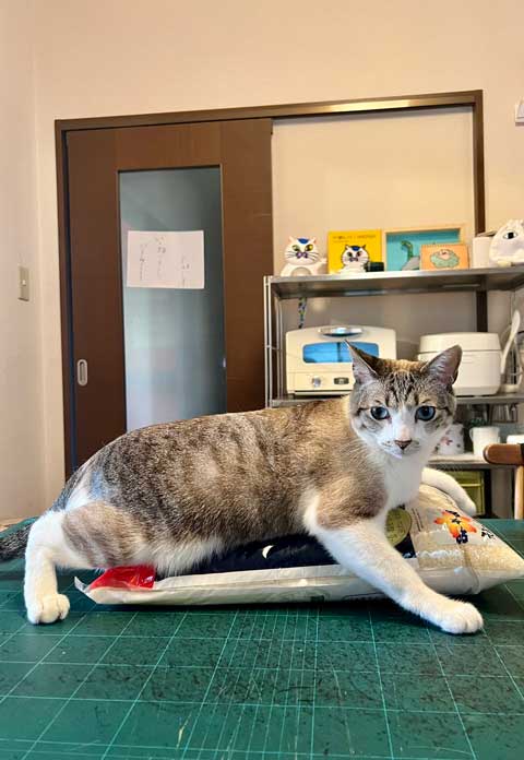 強い意思を感じる猫