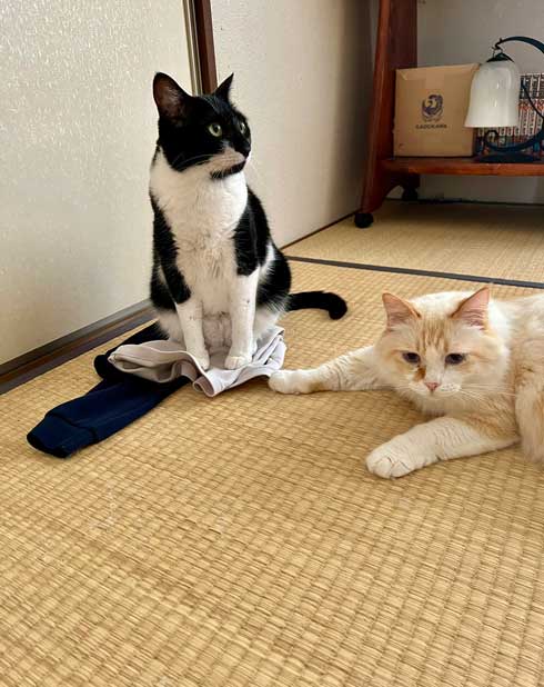 パジャマに乗る猫