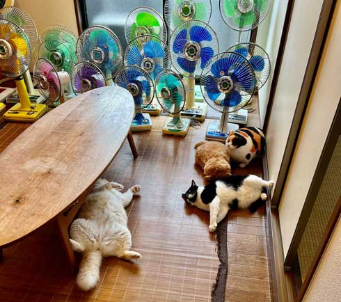 扇風機コレクション