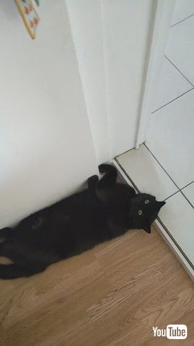 ドアの前で寝転ぶ猫