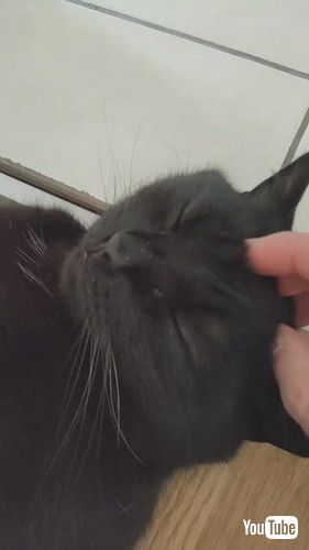 ドアの前で寝転ぶ猫