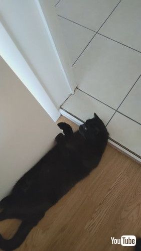 ドアの前で寝転ぶ猫