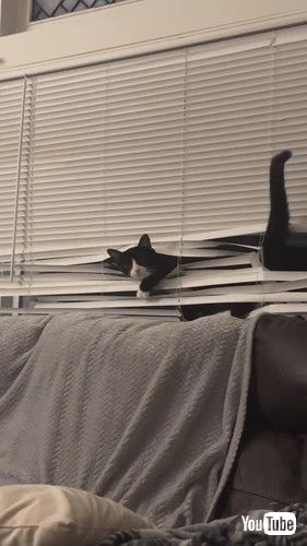 ブラインドを破壊する猫
