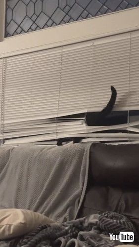 ブラインドを破壊する猫