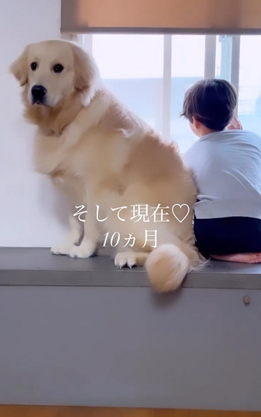 こちらを向く大型犬