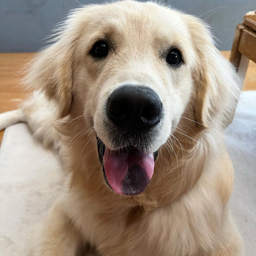 笑顔のゴールデンレトリバーのテオくん