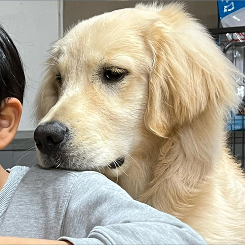 分けてほしいワンコ