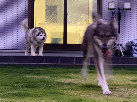 寝るよと言ったらねこ