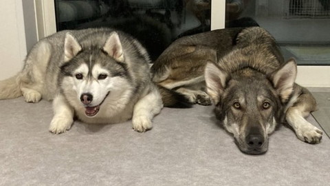 伏せしてるハスキーとウルフドッグ