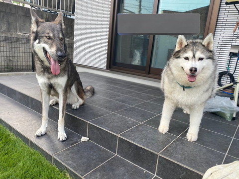 笑顔のウルフドッグとハスキー