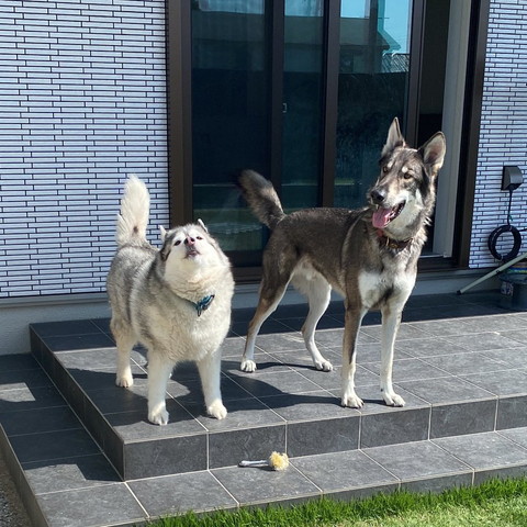 上見てるハスキーと笑顔のウルフドッグ