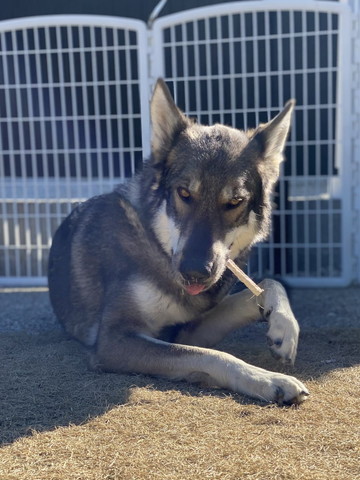 何か噛んでるワンコ