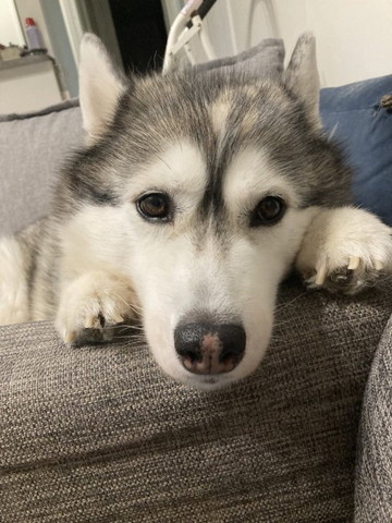 前足顔の横に置いてるハスキー