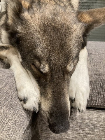 前足顔の横に置いてるウルフドッグ