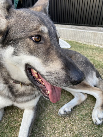 ウルフドッグ横顔アップ