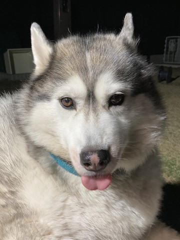 舌だしハスキーアップ